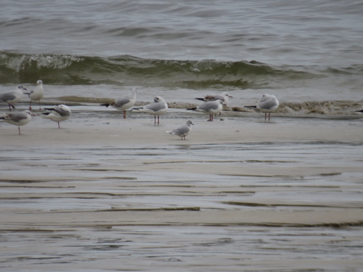 Little Gull - ML613512400