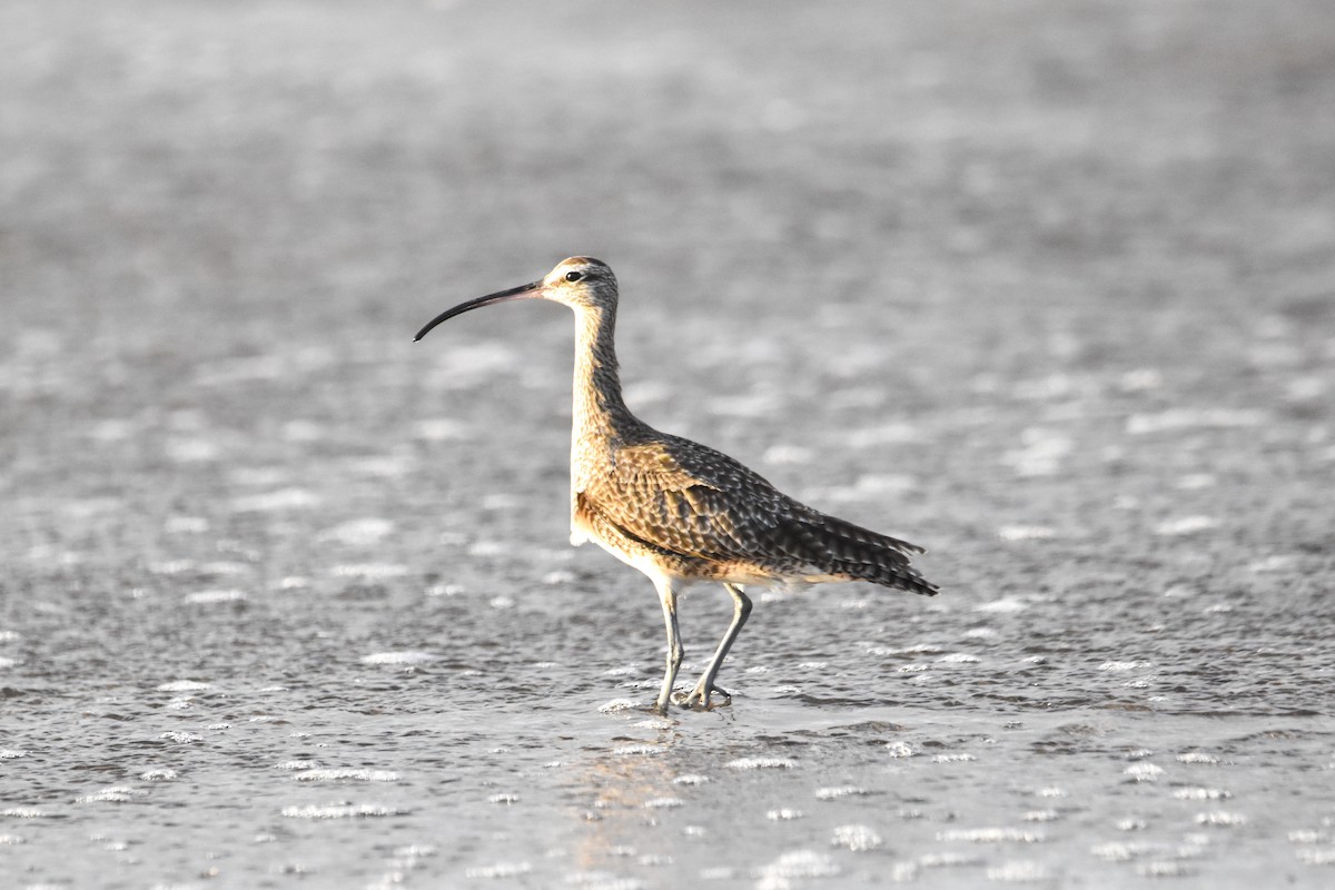 Whimbrel - ML613512444