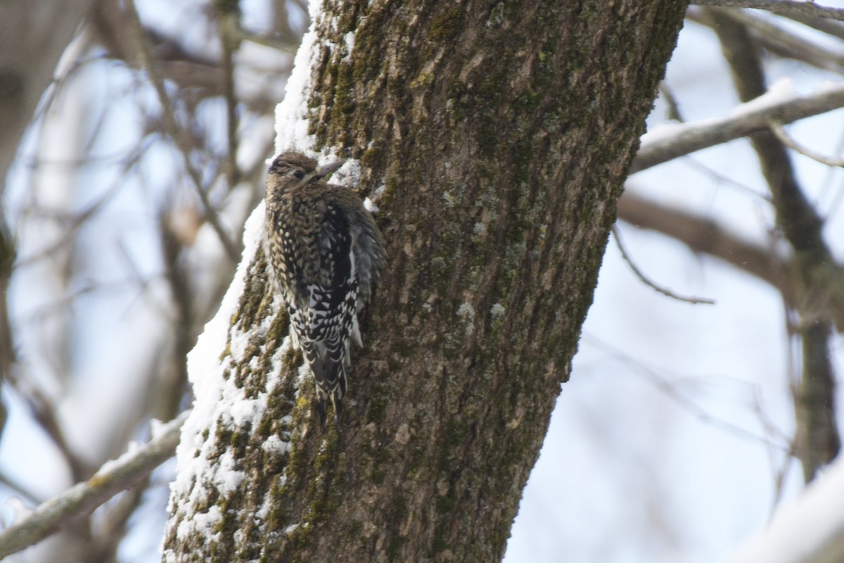 Yellow-bellied Sapsucker - ML613512454