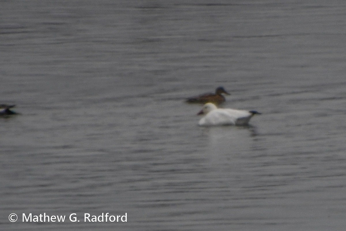 Snow Goose - ML613512467