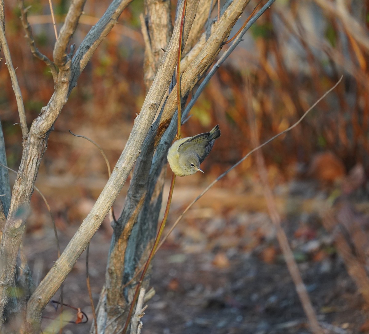 Orange-crowned Warbler - ML613512498