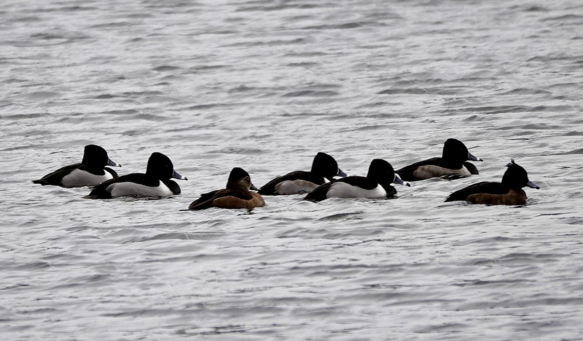 Tufted Duck - ML613512573