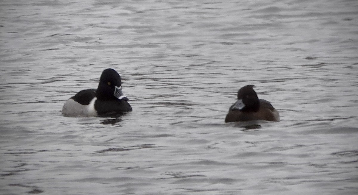 Tufted Duck - ML613512574