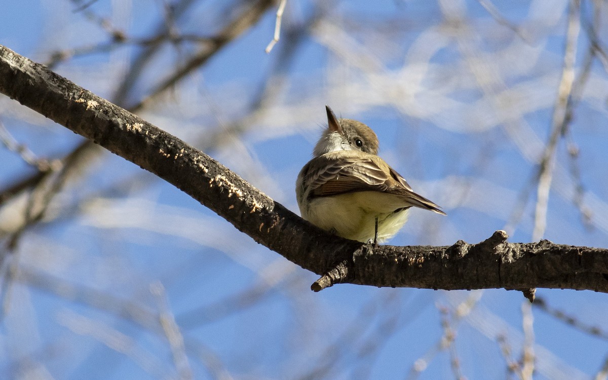 Ash-throated Flycatcher - ML613512587