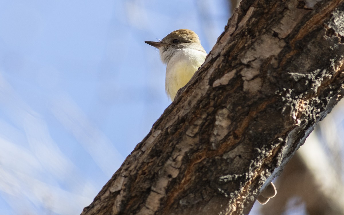 Ash-throated Flycatcher - ML613512588