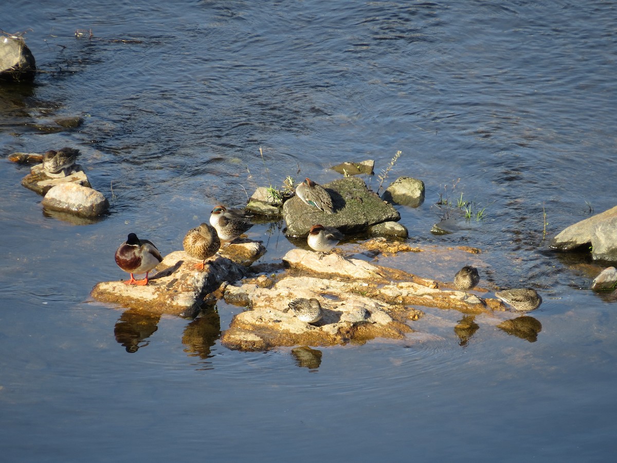 Green-winged Teal - ML613512596
