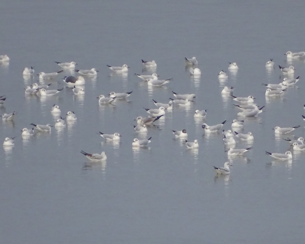 Common Gull - ML613512642