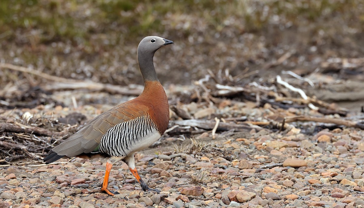 Ashy-headed Goose - ML613512643