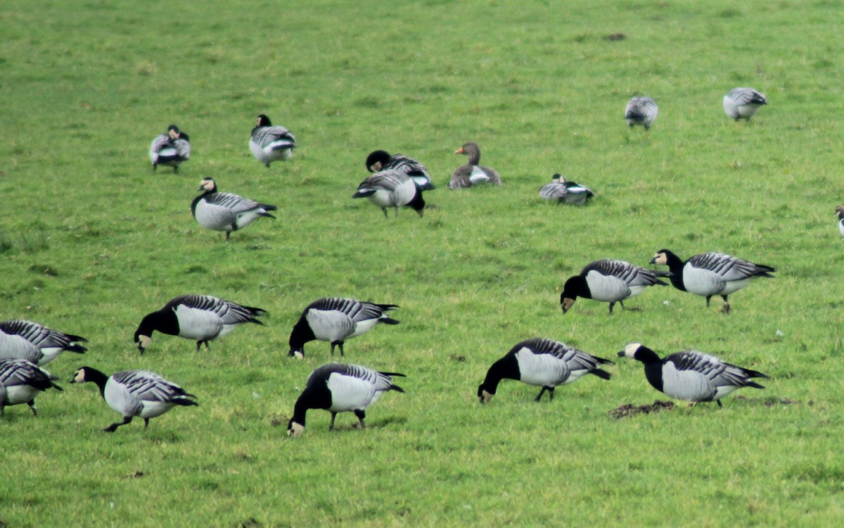 Barnacle Goose - ML613512659