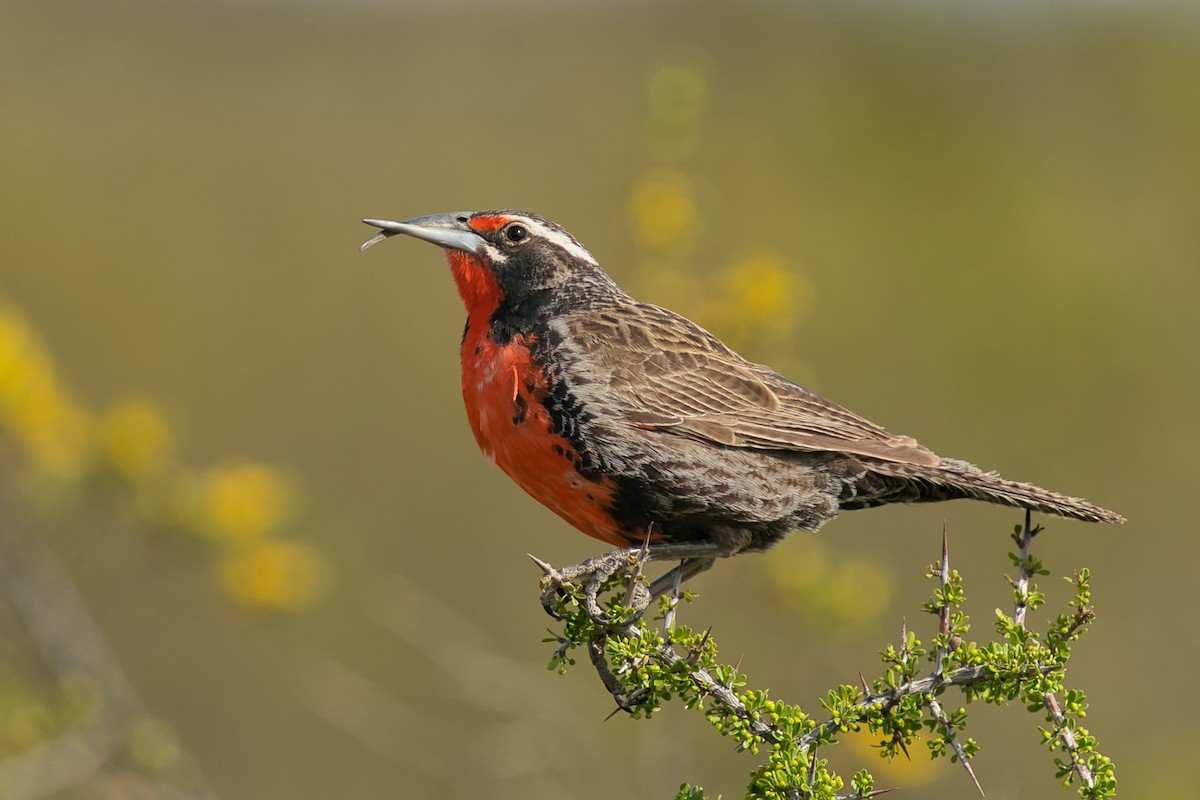 Long-tailed Meadowlark - ML613512661