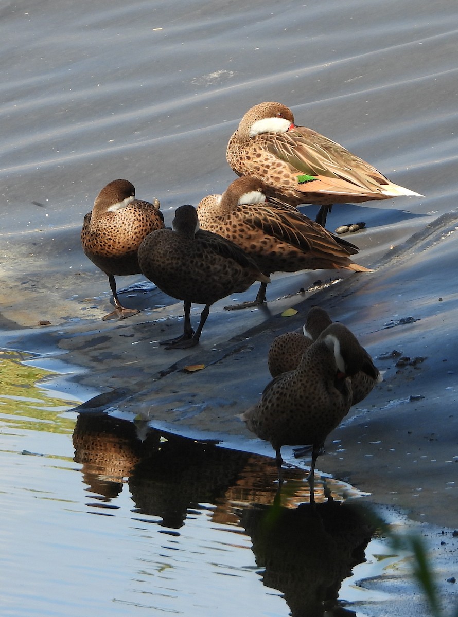 White-cheeked Pintail - ML613512675