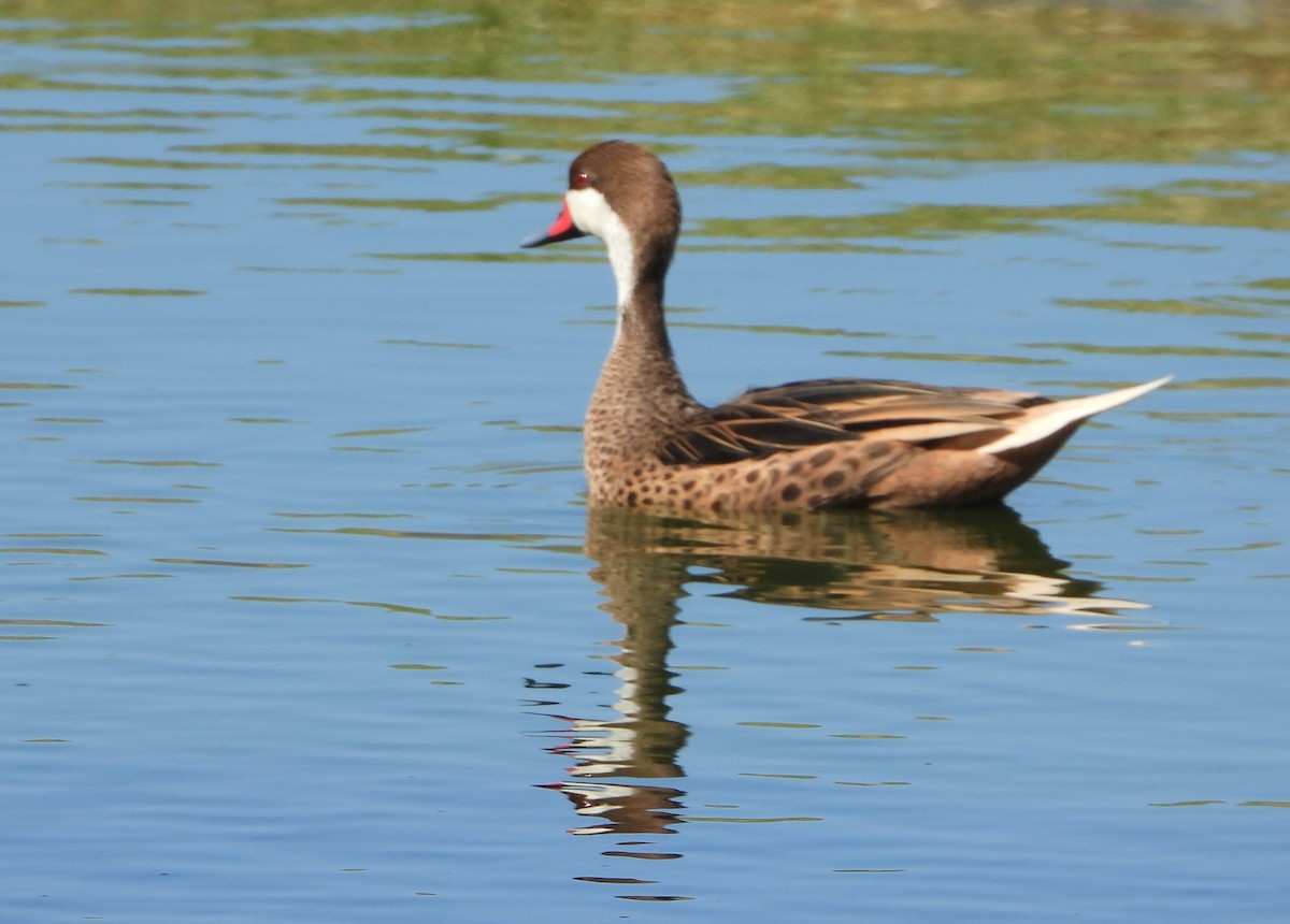 White-cheeked Pintail - ML613512676