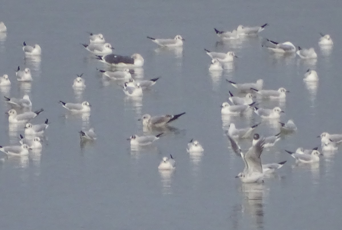 Common Gull - ML613512679