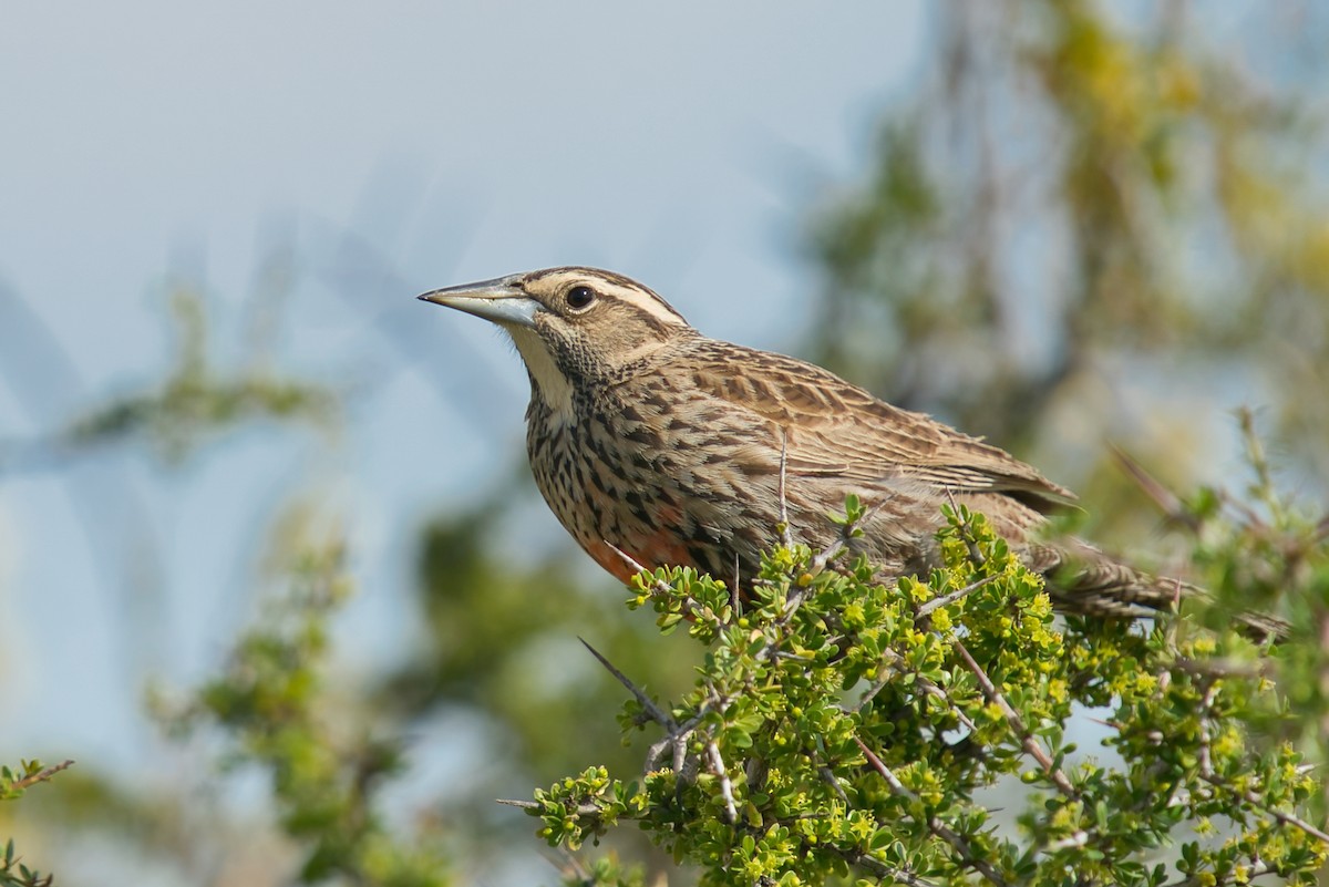 Long-tailed Meadowlark - ML613512687