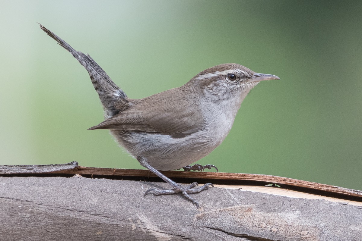 Bewick's Wren - ML613512733