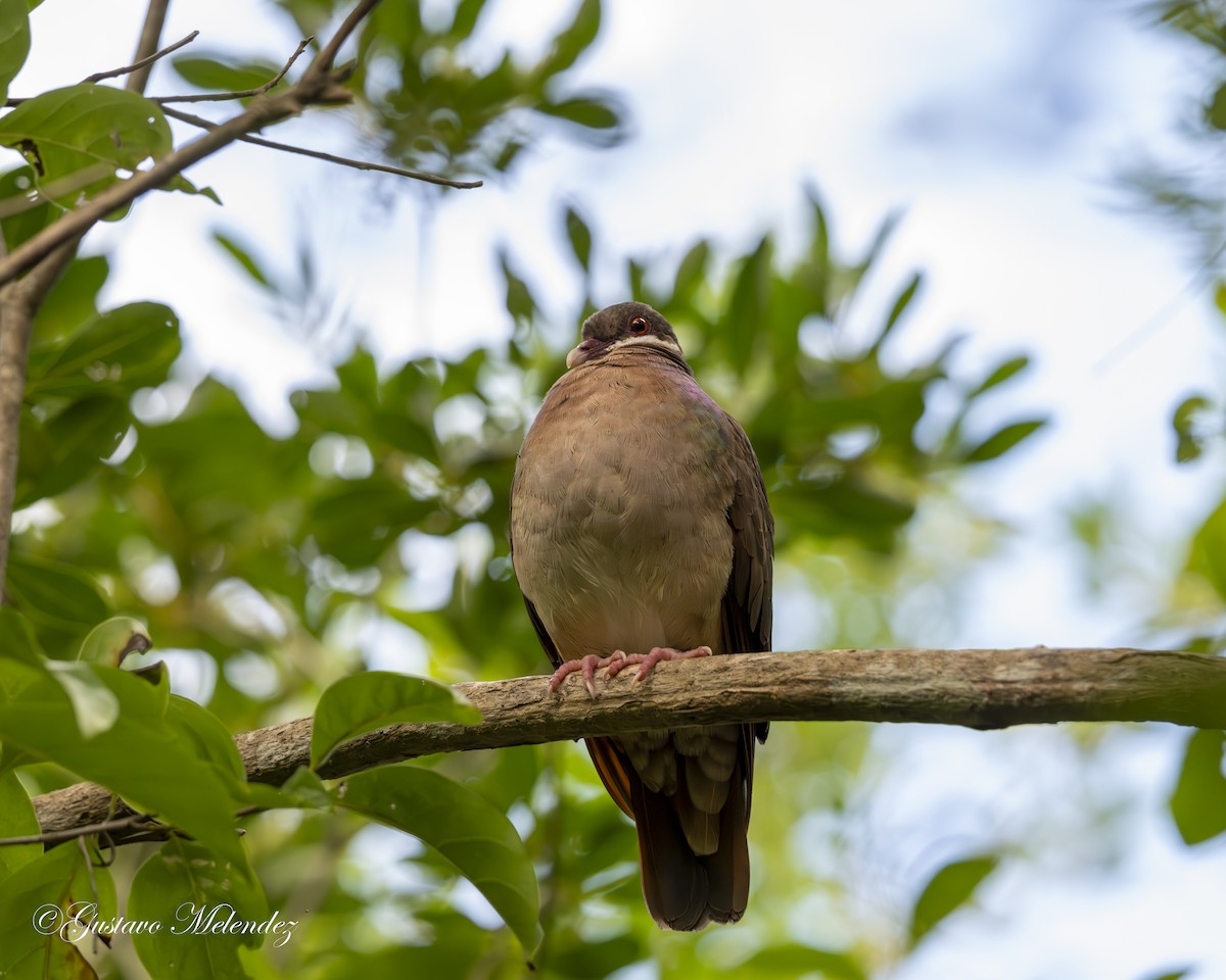 Colombe à croissants - ML613512735