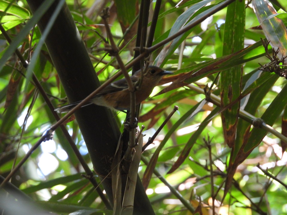 Tinian Monarch - ML613512756