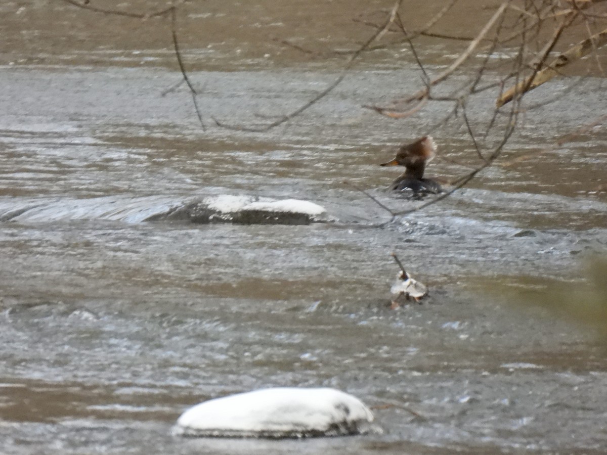 Hooded Merganser - ML613512818