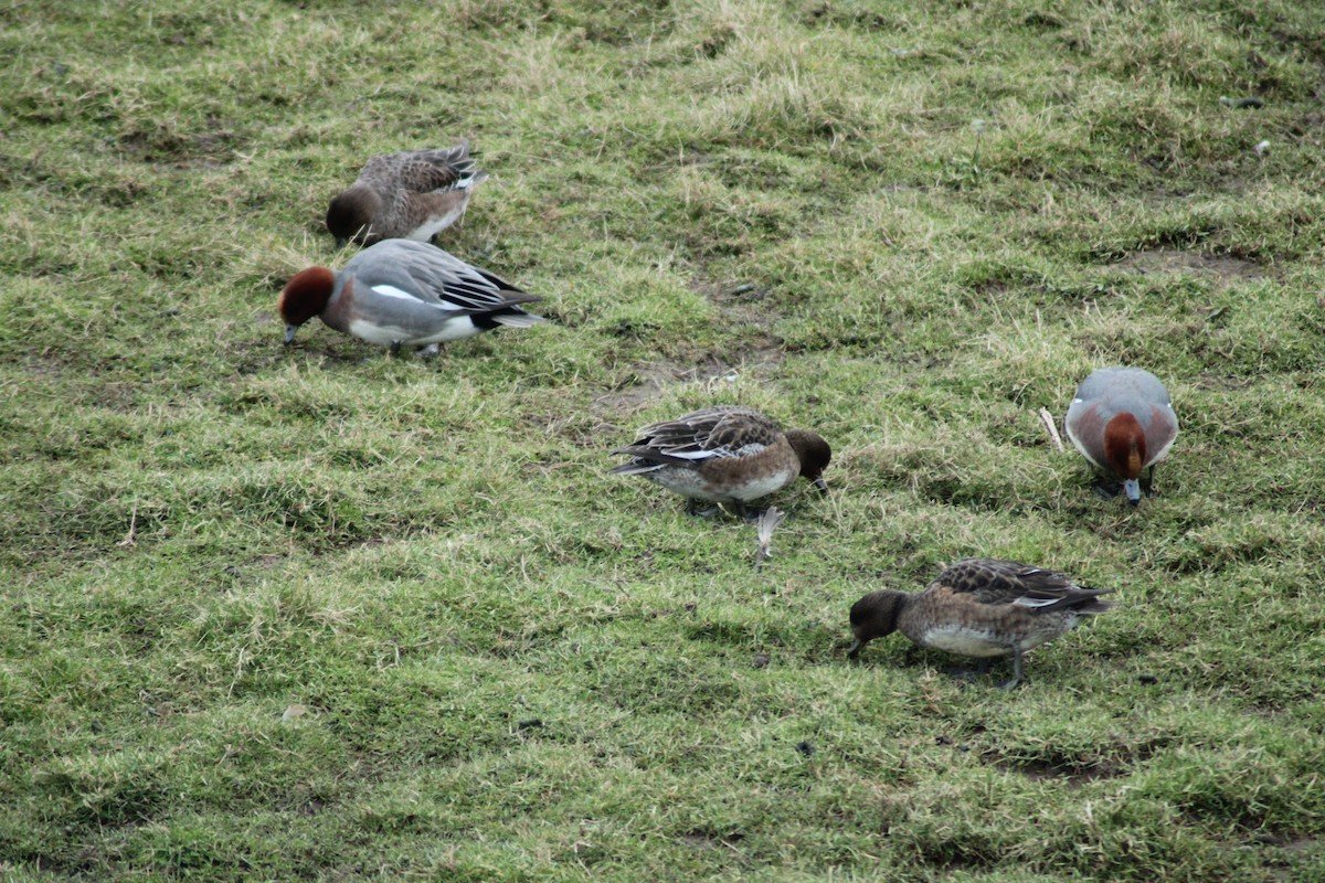 Eurasian Wigeon - ML613512828