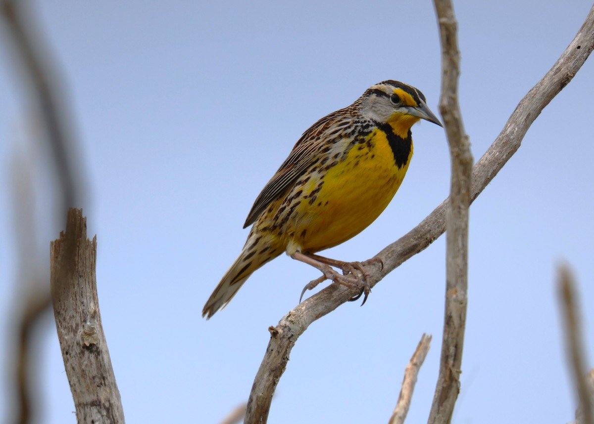 Eastern Meadowlark - ML613512886