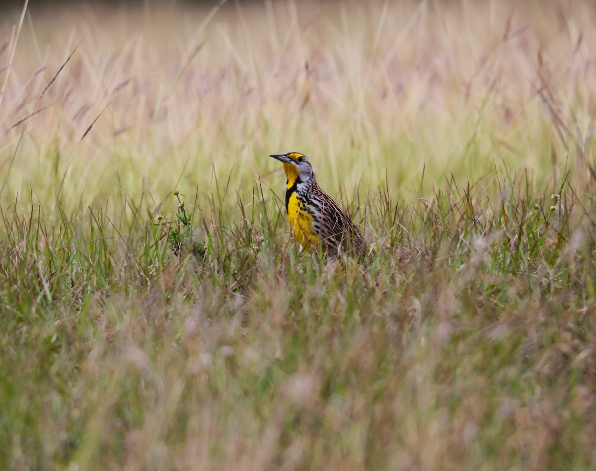 Eastern Meadowlark - ML613512887