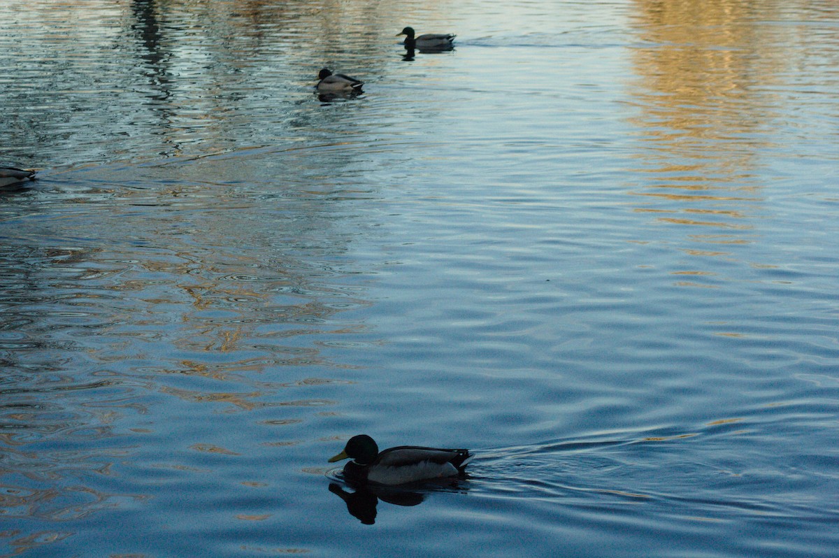 Germano reale - ML613512908