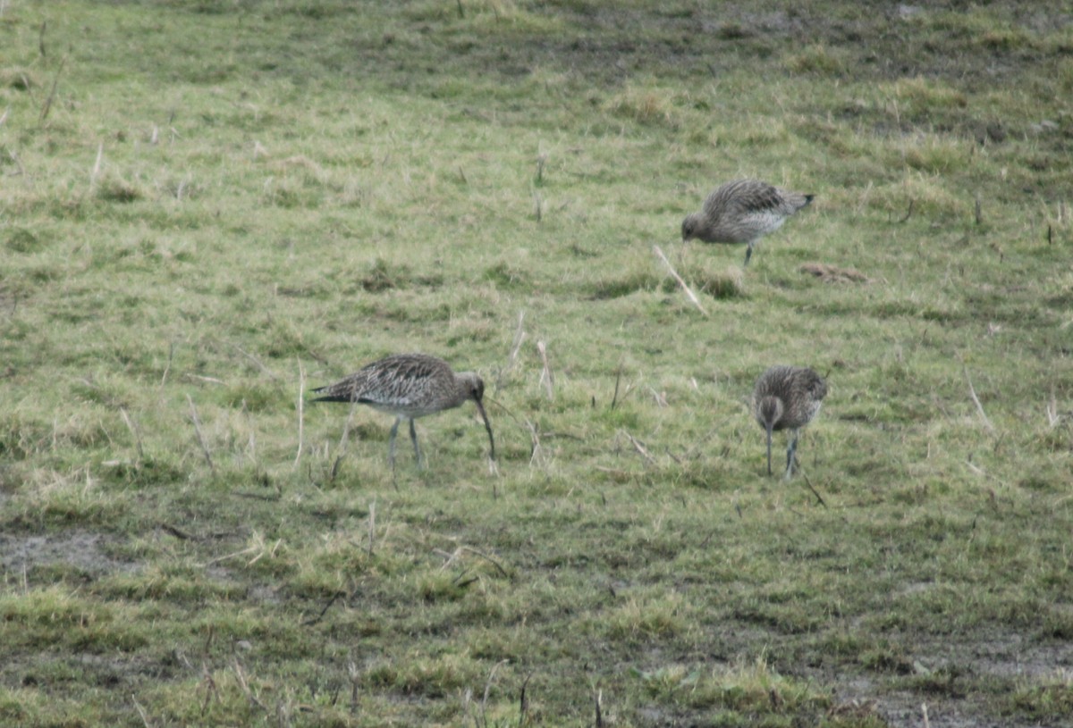 Eurasian Curlew - ML613512932