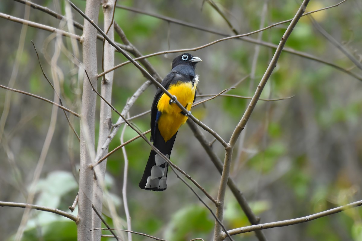 trogon černohlavý - ML613512961