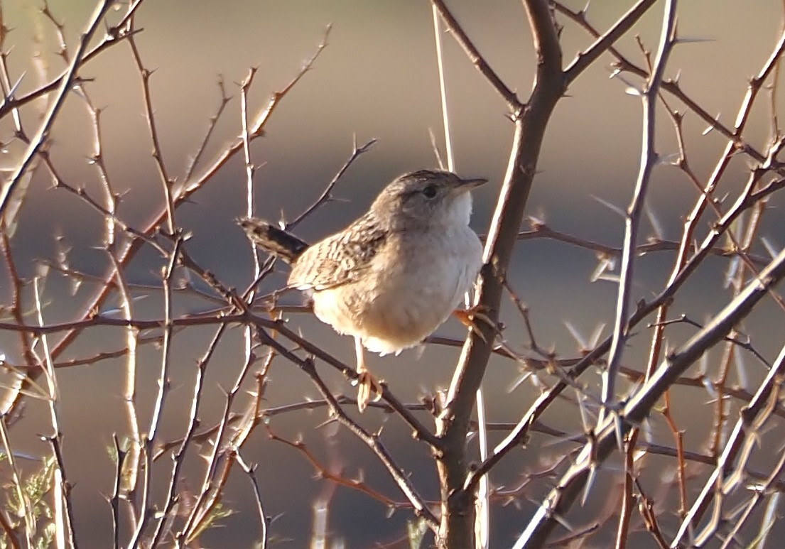 Sedge Wren - ML613512991