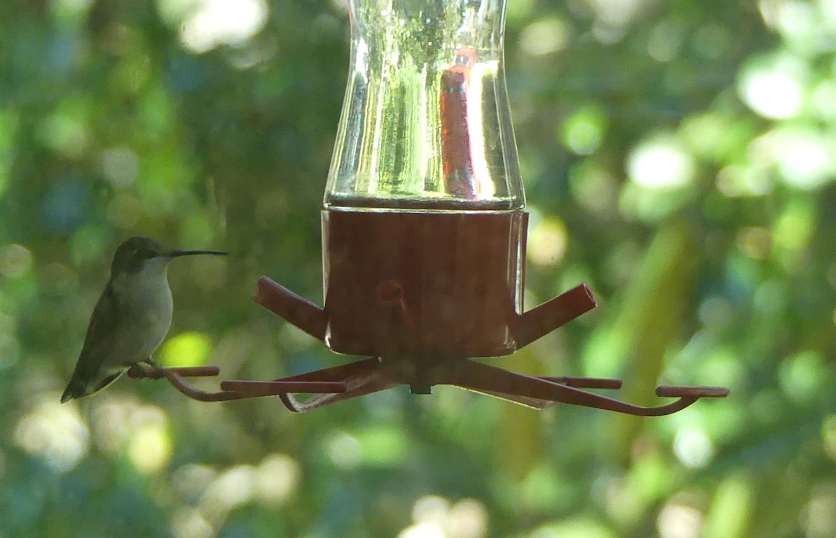 Ruby-throated Hummingbird - ML613513018