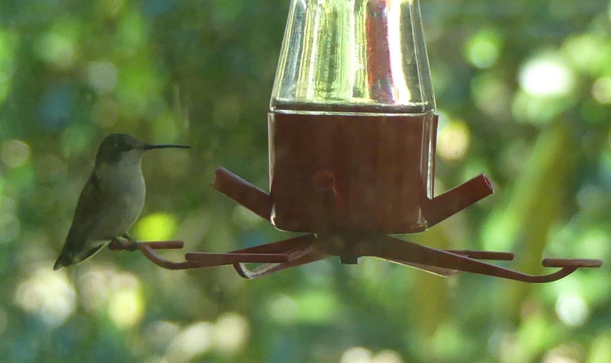 Ruby-throated Hummingbird - ML613513019