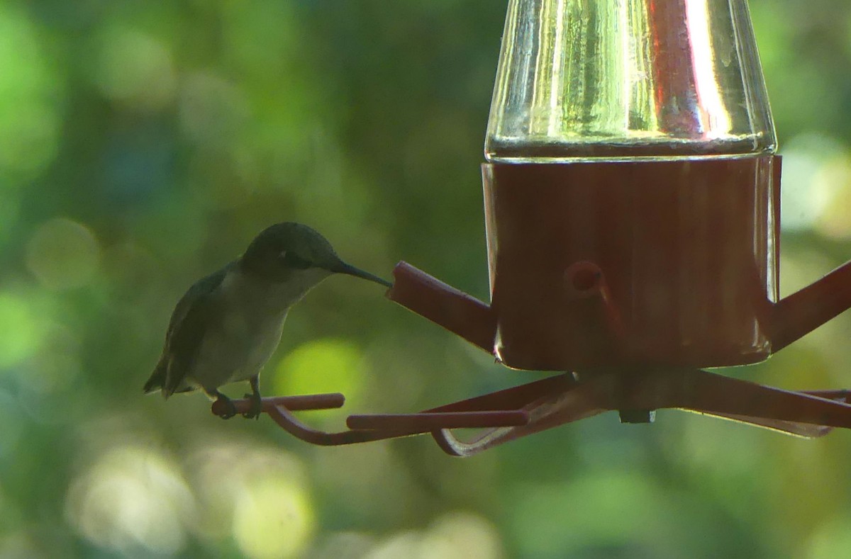 Ruby-throated Hummingbird - ML613513021