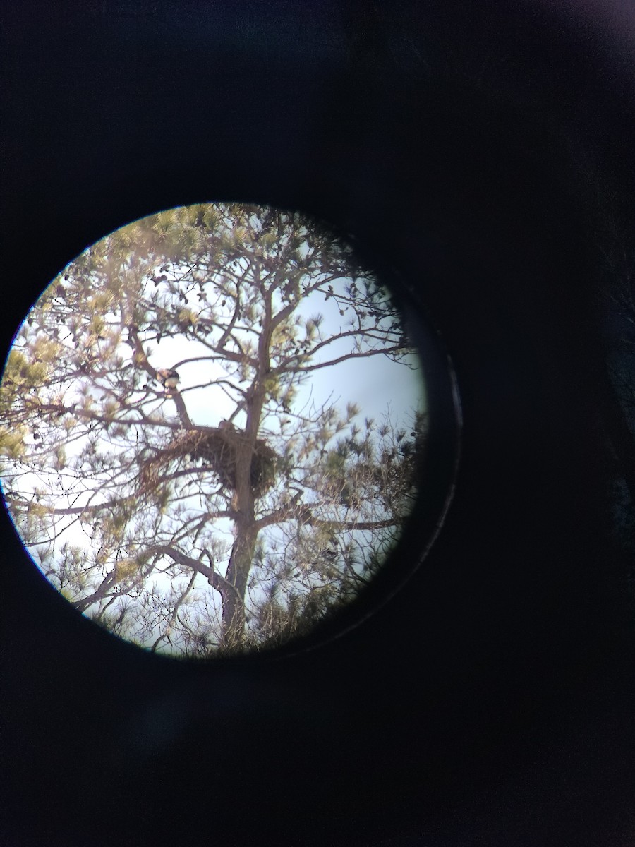 ハクトウワシ - ML613513057