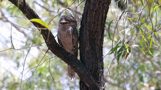 Tawny Frogmouth - ML613513069