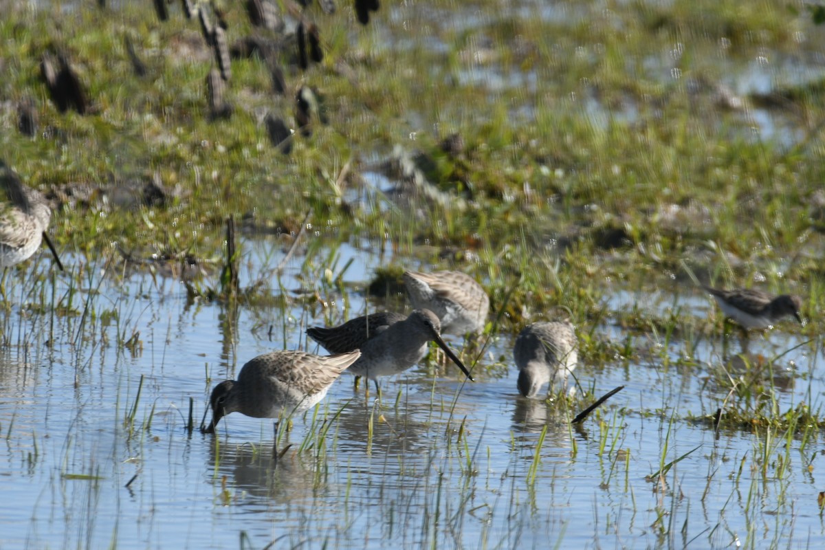Long-billed Dowitcher - ML613513106