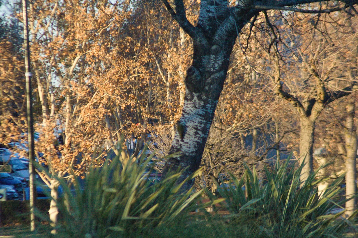 Iberian Green Woodpecker - ML613513112