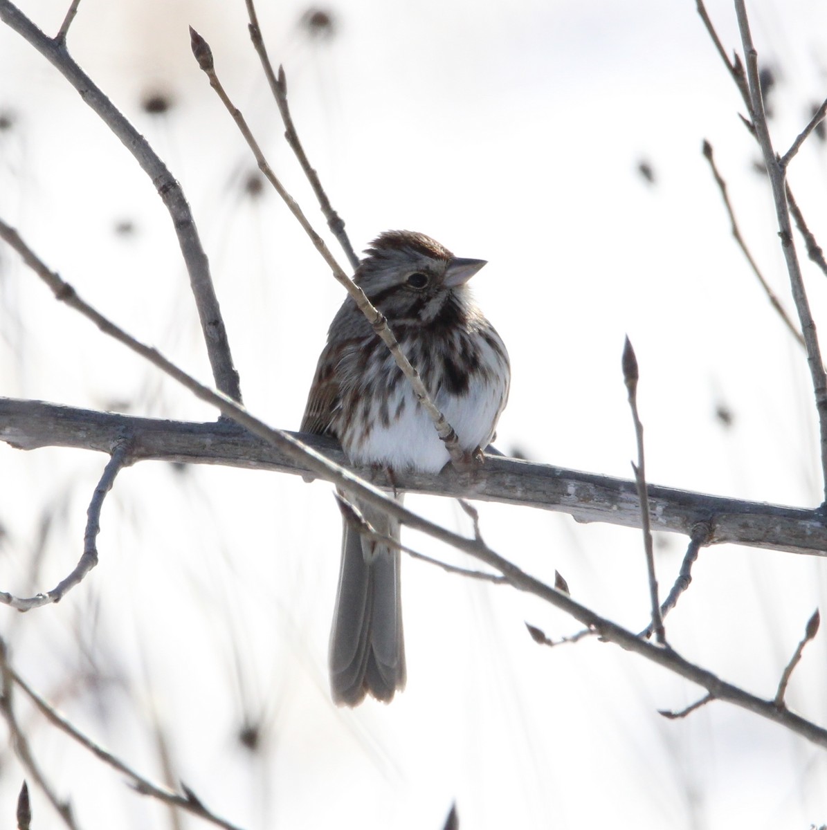 Song Sparrow - Candace Evans
