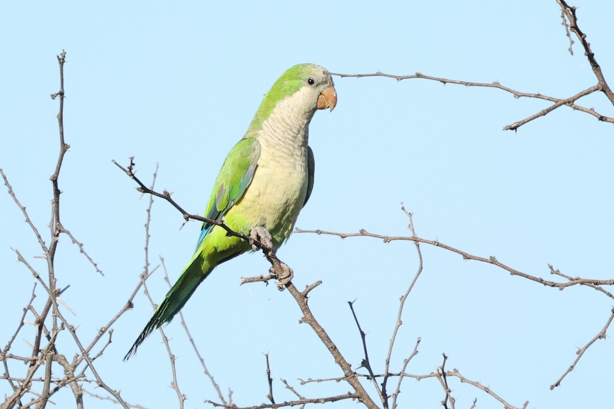 Monk Parakeet - Daniel Engelbrecht - Birding Ecotours