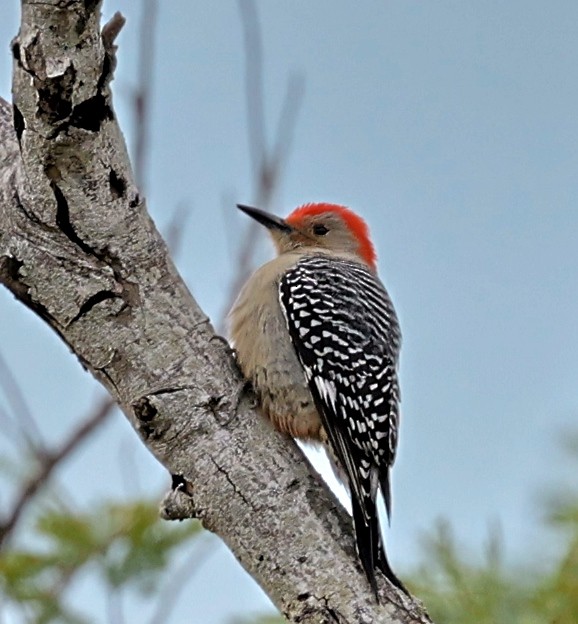 Red-bellied Woodpecker - ML613513158