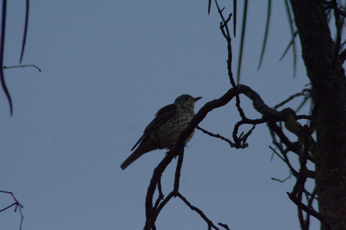 Tordela - ML613513190