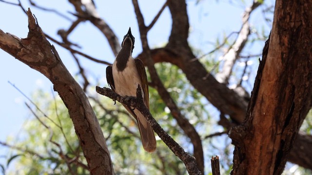 Blue-faced Honeyeater (Blue-faced) - ML613513197