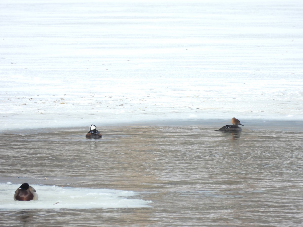 Hooded Merganser - ML613513203