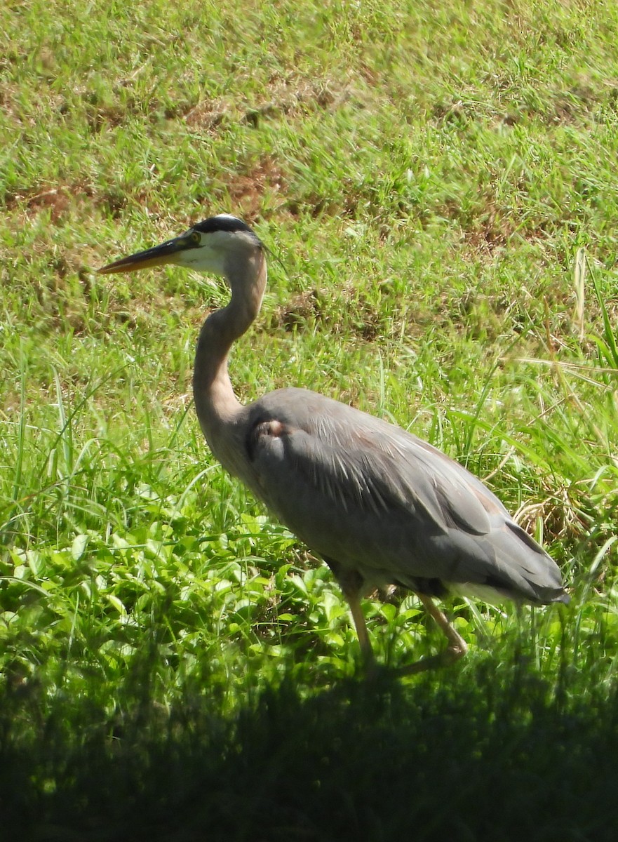 Great Blue Heron - ML613513205