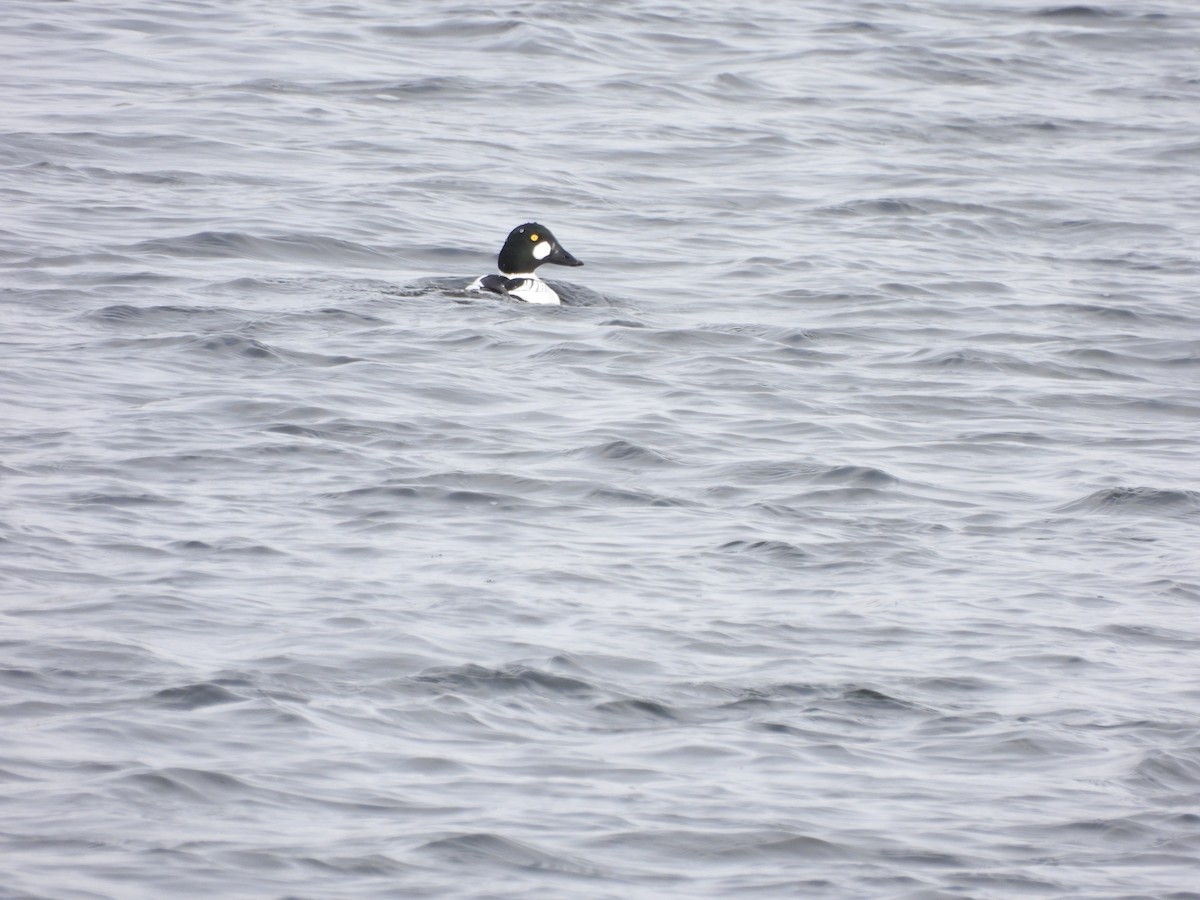 Common Goldeneye - ML613513213