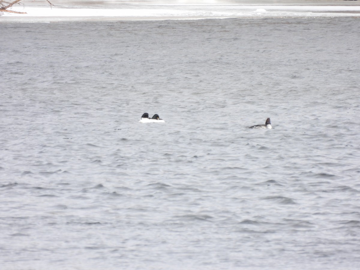 Common Goldeneye - ML613513214