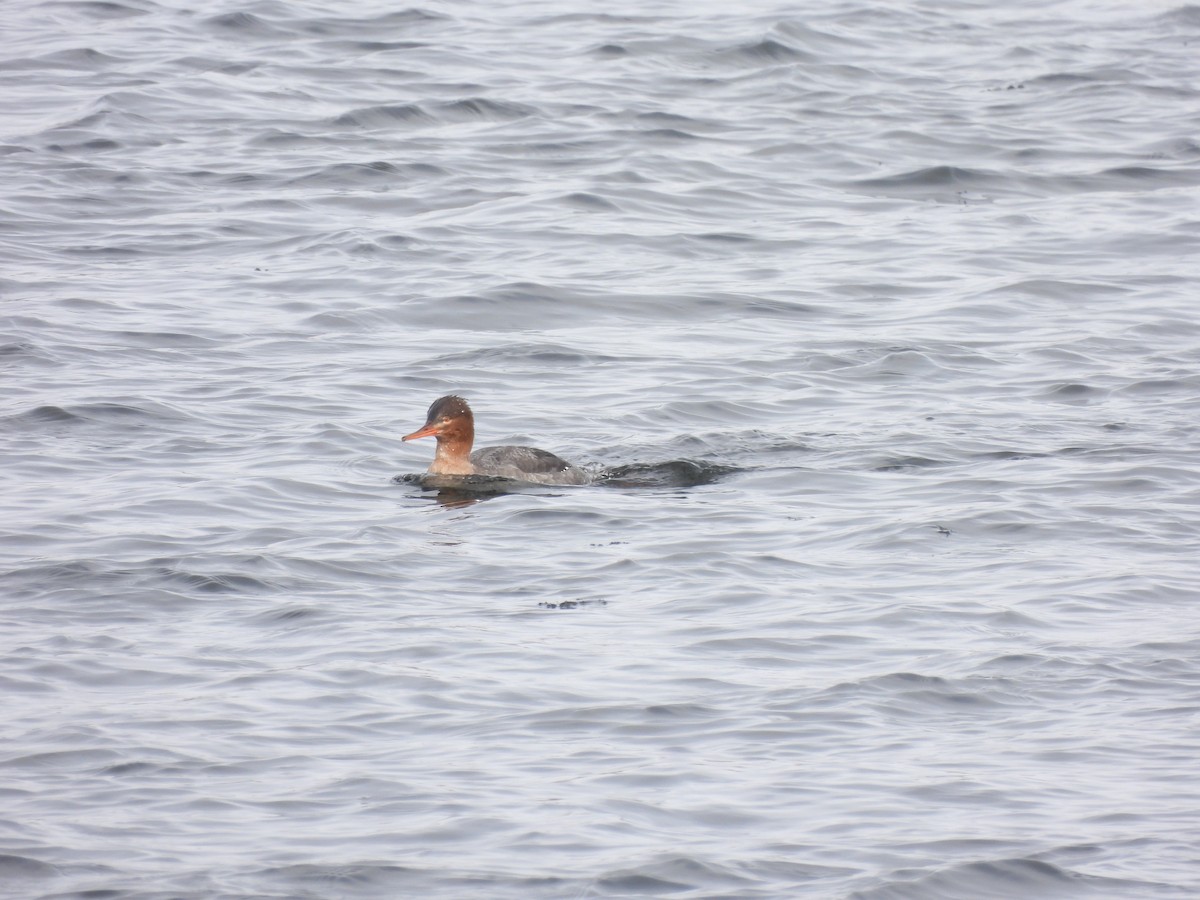 Red-breasted Merganser - ML613513236