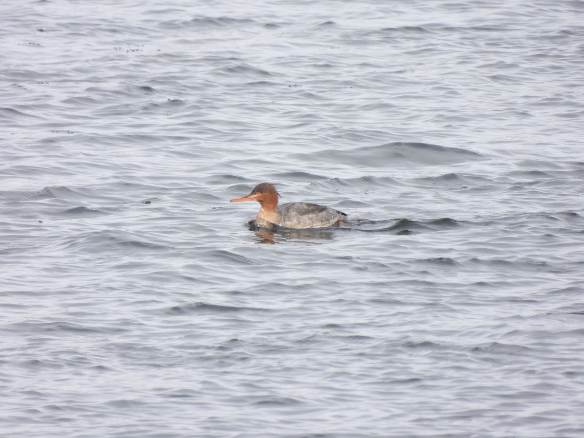 Red-breasted Merganser - ML613513237