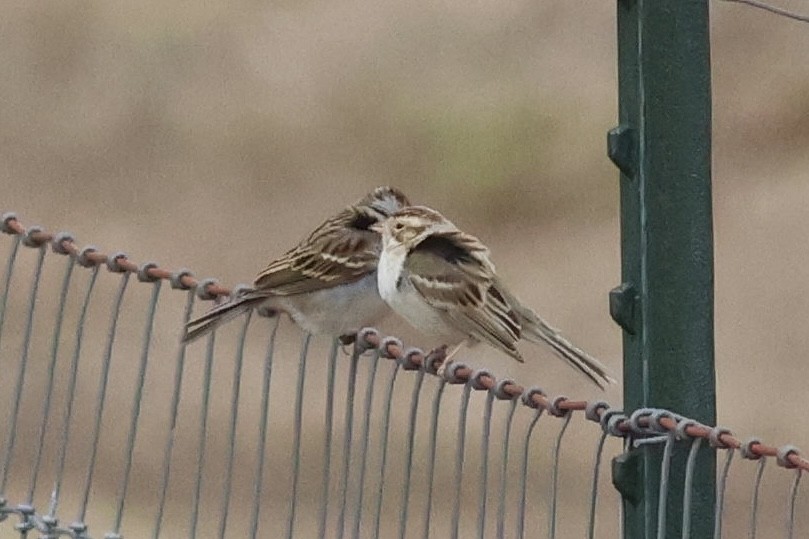 Clay-colored Sparrow - Gates Dupont