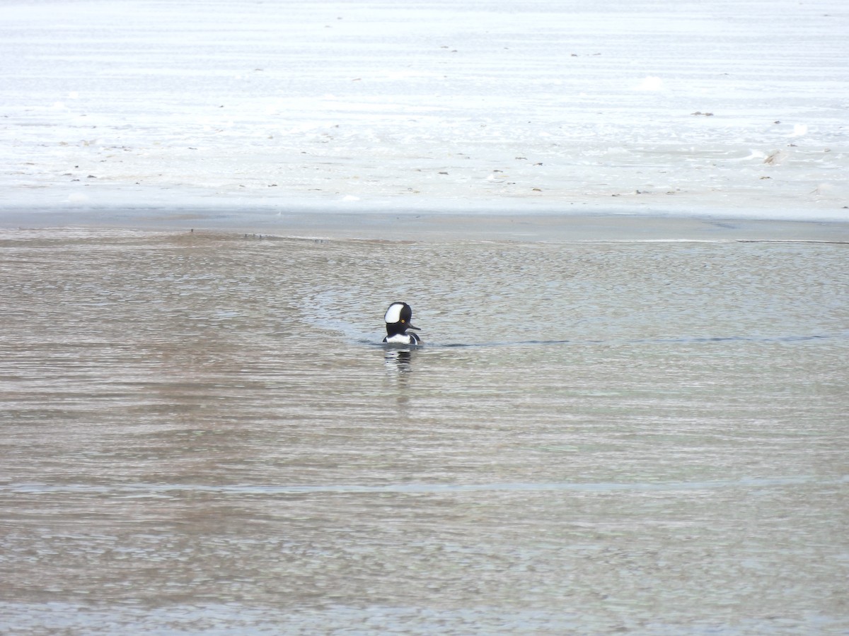 Hooded Merganser - ML613513244