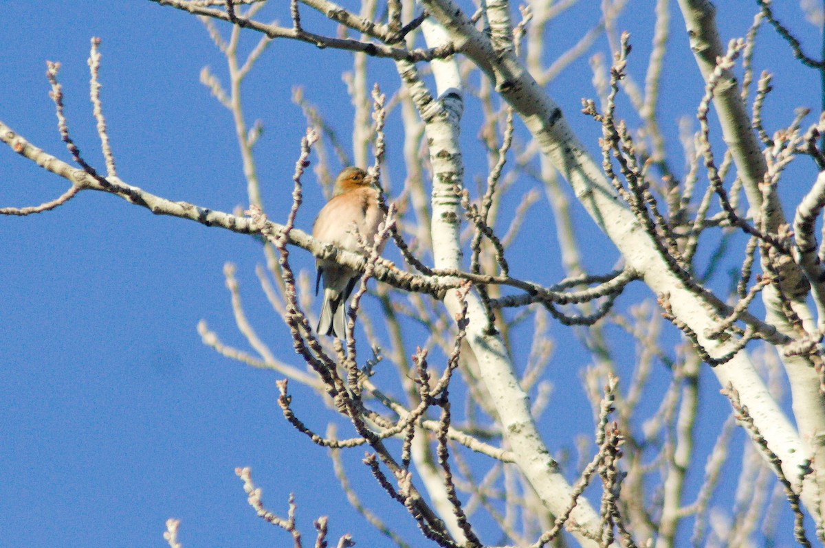 Fringuello - ML613513292